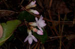 Trailing arbutus